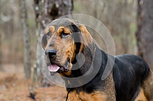 Bloodhound Coonhound Dog photo