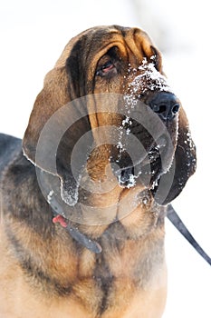 Bloodhound dog photo