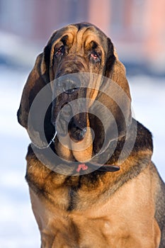 Bloodhound dog