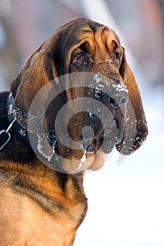 Bloodhound dog photo
