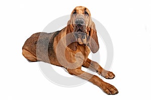 Bloodhound Dog Isolated on White photo