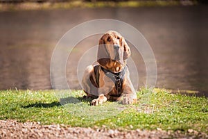 Bloodhound dog laying down wearing a tracking harness