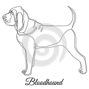 Bloodhound dog outline