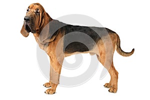 Bloodhound dog over white background photo