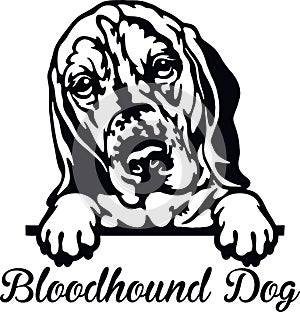 Bloodhound Dog Peeking Dog - head isolated on white