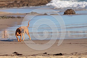 Bloodhound dog runs