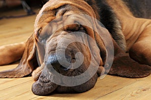 Bloodhound dog sleeping photo