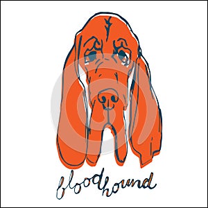 Bloodhound dog vector illustration.