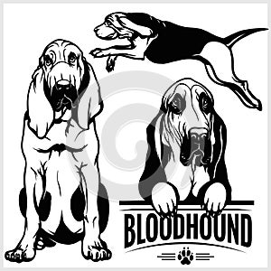 Bloodhound dog - vector set isolated illustration on white background photo