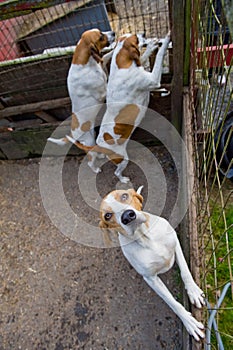 Bloodhound Dogs photo