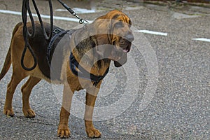 The Bloodhound is a large dog with a sad, loyal look, a hunting breed of dog.