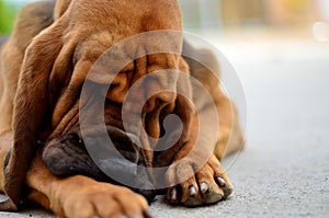 Bloodhound lick paw