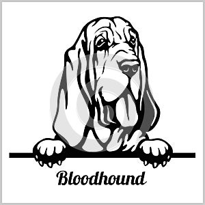 Bloodhound - Peeking Dogs - breed face head isolated on white photo