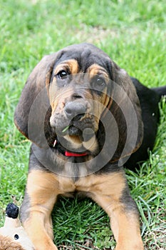 Bloodhound puppy 1 photo