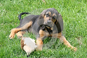 Bloodhound puppy 2