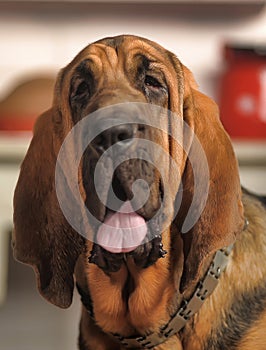 Bloodhound Puppy