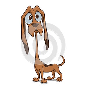 Bloodhound puppy photo