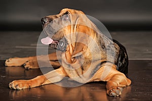 Bloodhound Puppy photo