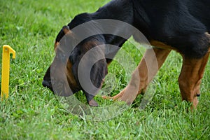 Bloodhound puppy keep their nose to the ground.