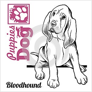 Bloodhound puppy sitting. Drawing by hand, sketch. Engraving style, black and white vector image. photo