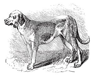 Bloodhound or Saint Hubert Hound or Sleuth Hound or Canis lupus familiaris vintage engraving