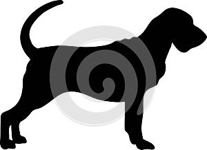 Bloodhound silhouette black photo