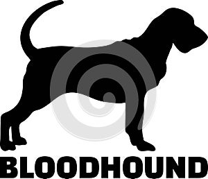 Bloodhound silhouette real word photo