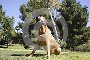 Bloodhound tilted head pose