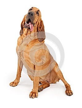Bloodhound With Tongue Hanging Out photo