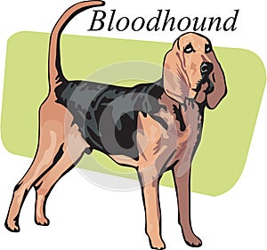 Bloodhound Vector Illustration photo