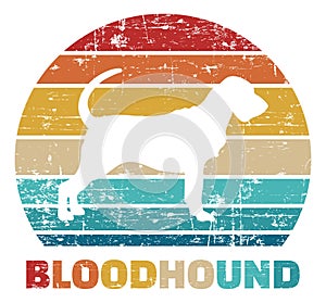 Bloodhound vintage color photo