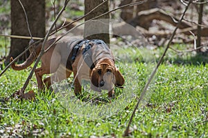 Bloodhound wearing a harness and tracking photo