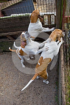 Bloodhounds in cage