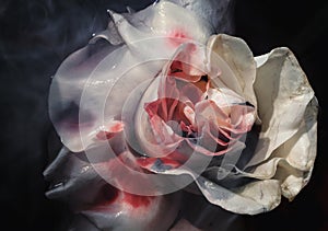 Bloodied wet flower of a withering white rose