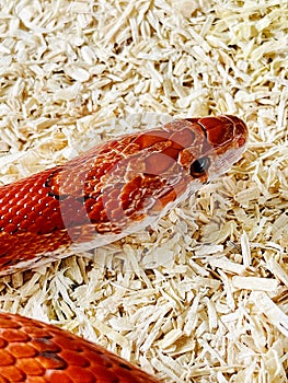 Bloodred corn snake