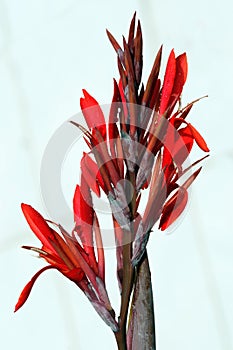 Bloodred Japanese Maple at peak bloom