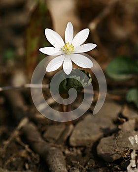 Bloodroot