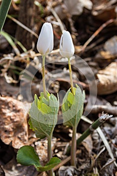 Bloodroot