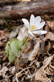 Bloodroot