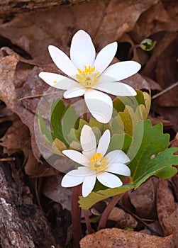 Bloodroot