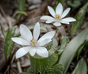 Bloodroot in Bloom