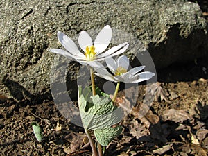 Bloodroot Blooming in the Garden