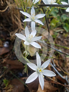 Bloodroot blooms on forest floor