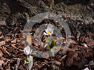 The Bloodroot, Canada puccoon, redroot, red puccoon or black paste (Sanguinaria canadensis) blooming with white flower