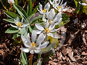 The Bloodroot, Canada puccoon, redroot, red puccoon or black paste Sanguinaria canadensis blooming with white flower with yellow