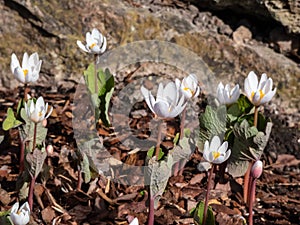 The Bloodroot, Canada puccoon, redroot, red puccoon or black paste Sanguinaria canadensis blooming with white flower with yellow