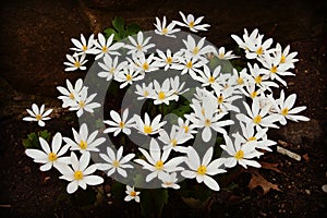 Bloodroot Flowers