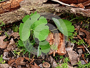 A bloodroot plant emerging in a spring forest.