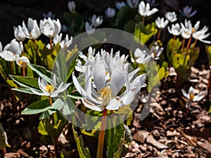 The Bloodroot, redroot, red puccoon or black paste (Sanguinaria canadensis) blooming with white flower with yellow