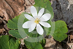 Bloodroot - Sanguinaria canadensis